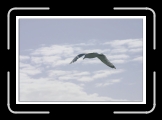 IMG_2641 * 700 x 474 * (67KB)