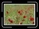 champ de coquelicots 01 * 700 x 474 * (96KB)