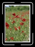 champ de coquelicots 02 * 473 x 700 * (109KB)