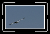 vol goeland * 700 x 426 * (56KB)
